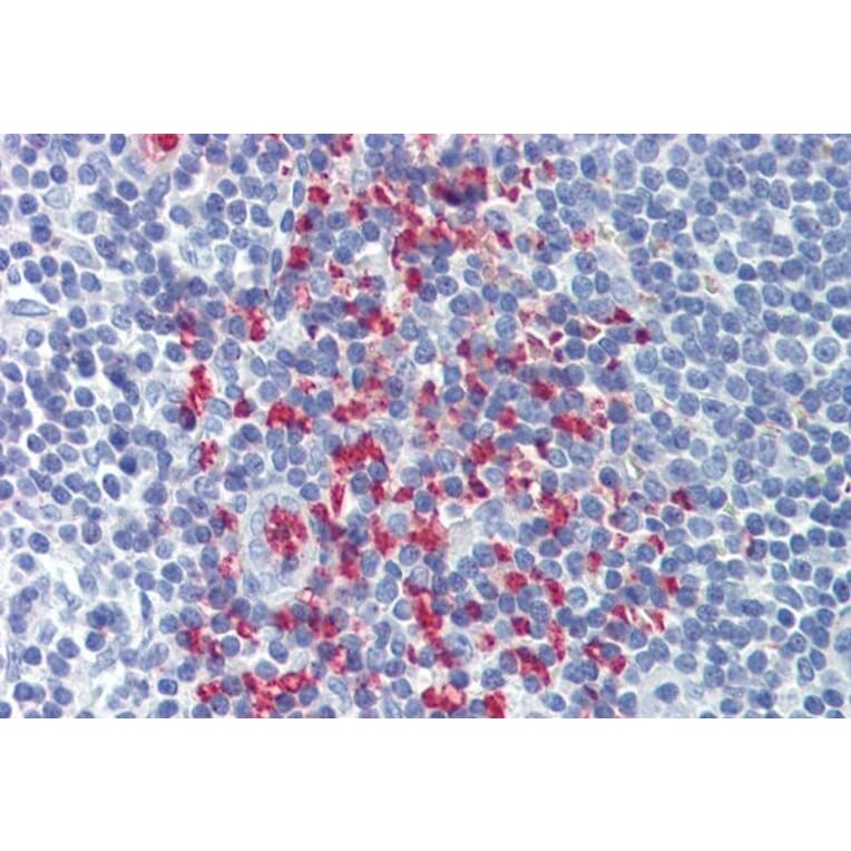Immunohistochemistry - Anti-CLEC2D Antibody (A286012) - Antibodies.com
