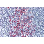 Immunohistochemistry - Anti-CLEC2D Antibody (A286012) - Antibodies.com