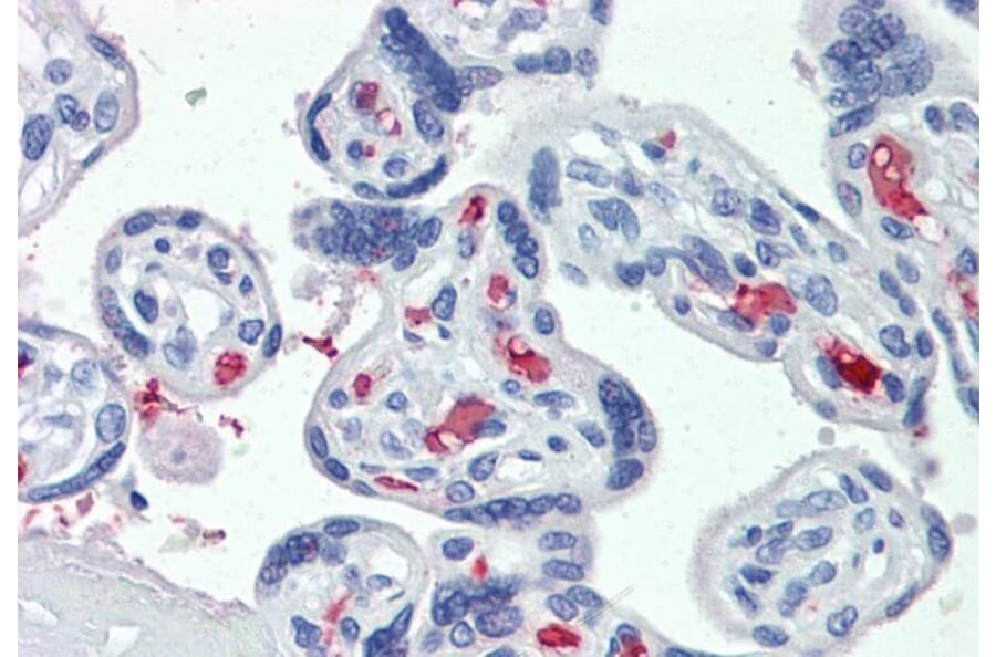 Immunohistochemistry - Anti-CLEC2D Antibody (A286012) - Antibodies.com