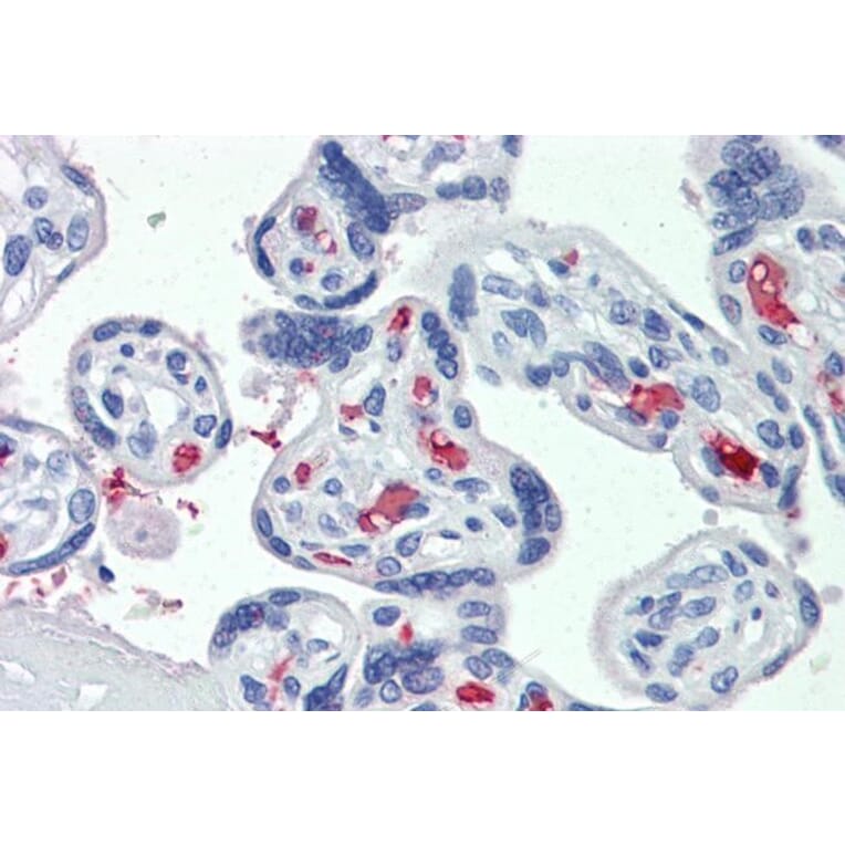 Immunohistochemistry - Anti-CLEC2D Antibody (A286012) - Antibodies.com