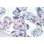 Immunohistochemistry - Anti-CLEC2D Antibody (A286012) - Antibodies.com