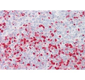 Immunohistochemistry - Anti-MTHFR Antibody (A286013) - Antibodies.com