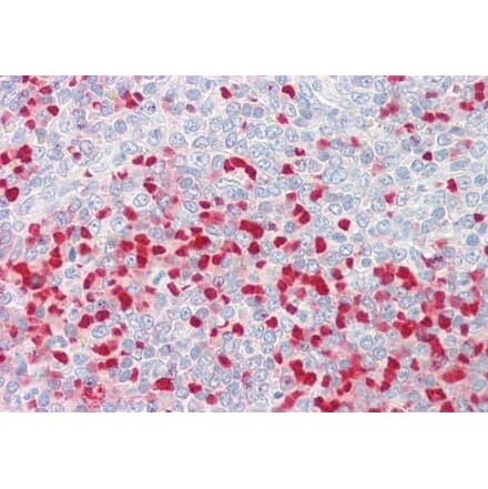 Immunohistochemistry - Anti-MTHFR Antibody (A286013) - Antibodies.com