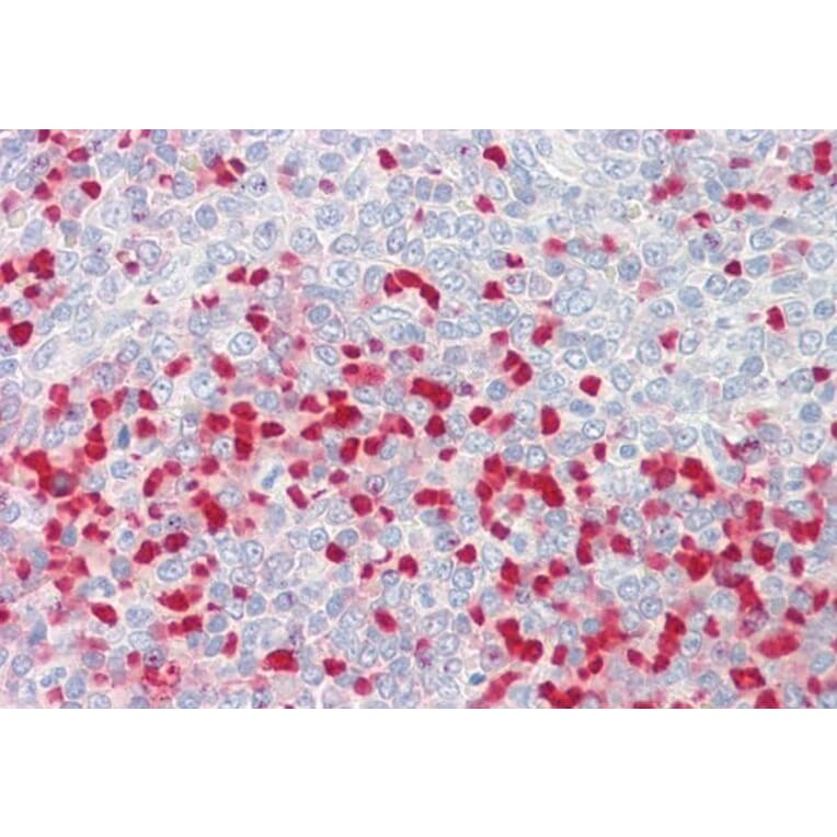Immunohistochemistry - Anti-MTHFR Antibody (A286013) - Antibodies.com