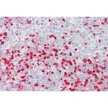 Immunohistochemistry - Anti-MTHFR Antibody (A286013) - Antibodies.com