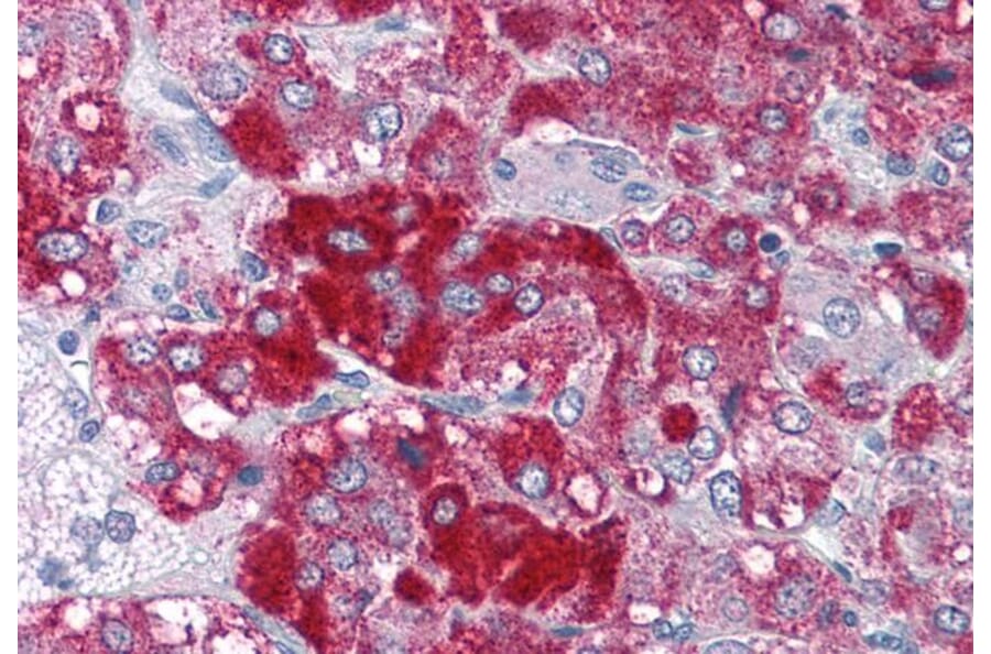 Immunohistochemistry - Anti-Histone Acetyltransferase MYST3/MOZ Antibody (A286014) - Antibodies.com