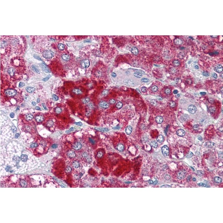Immunohistochemistry - Anti-Histone Acetyltransferase MYST3/MOZ Antibody (A286014) - Antibodies.com