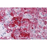 Immunohistochemistry - Anti-Histone Acetyltransferase MYST3/MOZ Antibody (A286014) - Antibodies.com