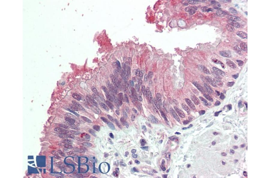 Immunohistochemistry - Anti-MDFI Antibody (A286015) - Antibodies.com