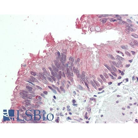 Immunohistochemistry - Anti-MDFI Antibody (A286015) - Antibodies.com