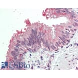 Immunohistochemistry - Anti-MDFI Antibody (A286015) - Antibodies.com