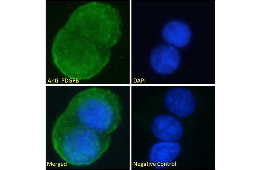 Immunofluorescence - Anti-PDGF B Antibody (A286019) - Antibodies.com