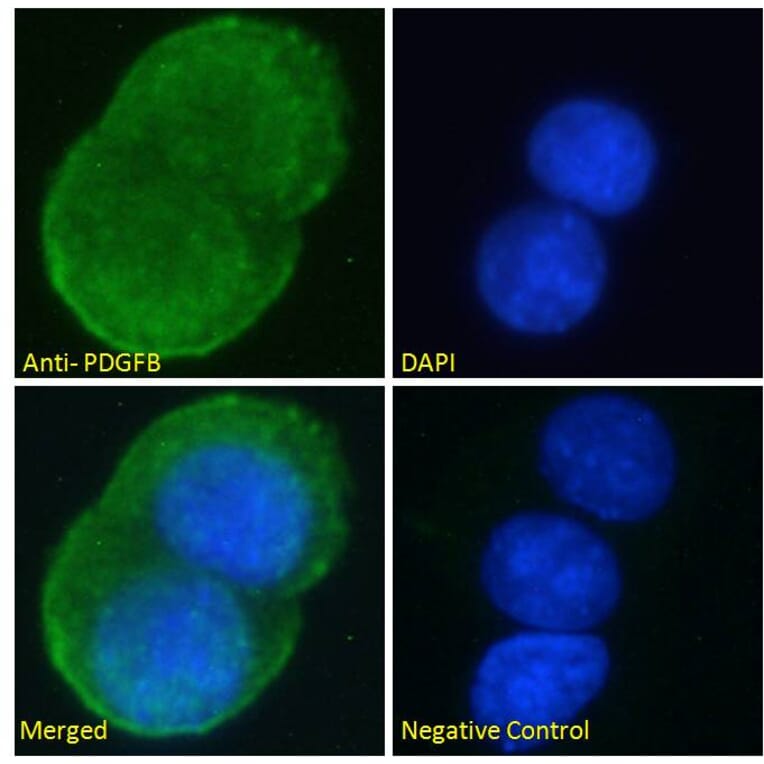 Immunofluorescence - Anti-PDGF B Antibody (A286019) - Antibodies.com