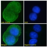 Immunofluorescence - Anti-PDGF B Antibody (A286019) - Antibodies.com