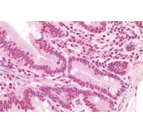 Immunohistochemistry - Anti-TRIF Antibody (A286020) - Antibodies.com