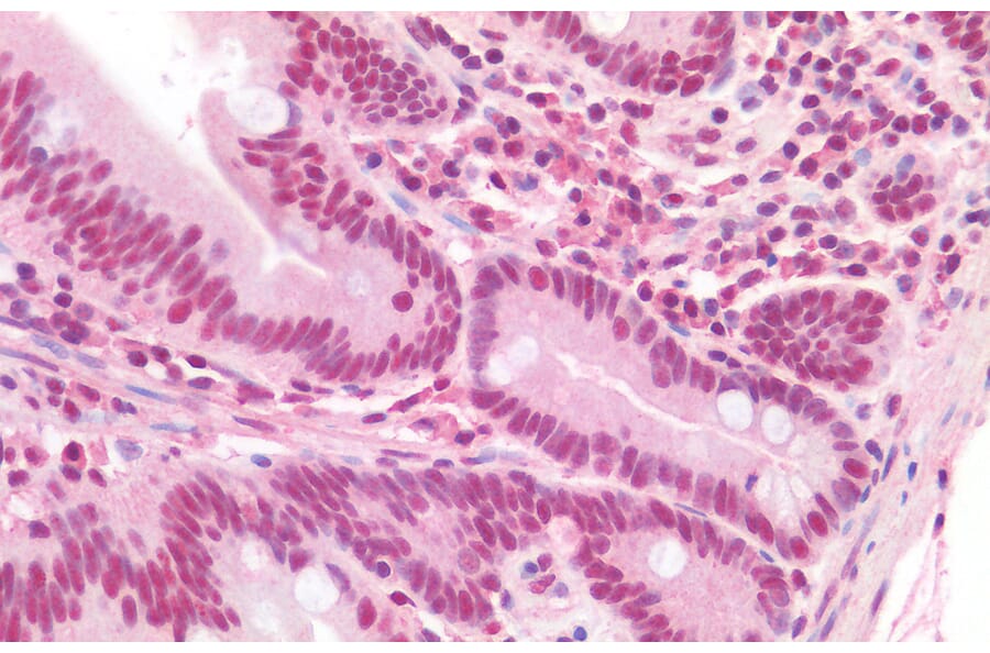 Immunohistochemistry - Anti-TRIF Antibody (A286020) - Antibodies.com