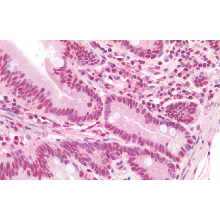 Immunohistochemistry - Anti-TRIF Antibody (A286020) - Antibodies.com