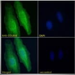 Immunofluorescence - Anti-Collagen IV alpha 6 Antibody (A286021) - Antibodies.com