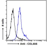 Flow Cytometry - Anti-Collagen IV alpha 6 Antibody (A286021) - Antibodies.com