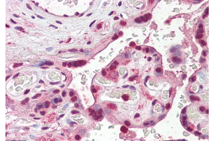 Immunohistochemistry - Anti-SKA3 Antibody (A286022) - Antibodies.com