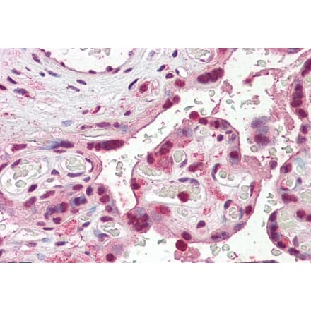 Immunohistochemistry - Anti-SKA3 Antibody (A286022) - Antibodies.com