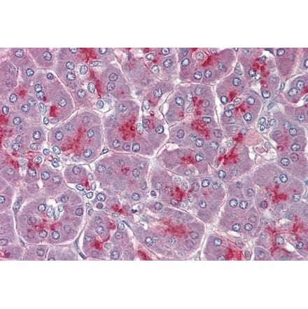 Immunohistochemistry - Anti-TPC2 Antibody (A286023) - Antibodies.com