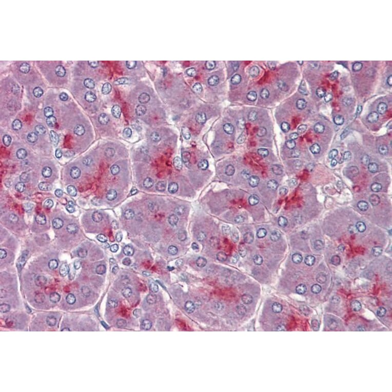 Immunohistochemistry - Anti-TPC2 Antibody (A286023) - Antibodies.com