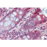 Immunohistochemistry - Anti-TPC2 Antibody (A286023) - Antibodies.com