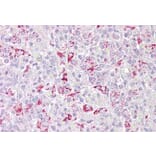 Immunohistochemistry - Anti-PFKFB2 Antibody (A286024) - Antibodies.com