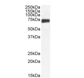 Western Blot - Anti-mnt Antibody (A286025) - Antibodies.com