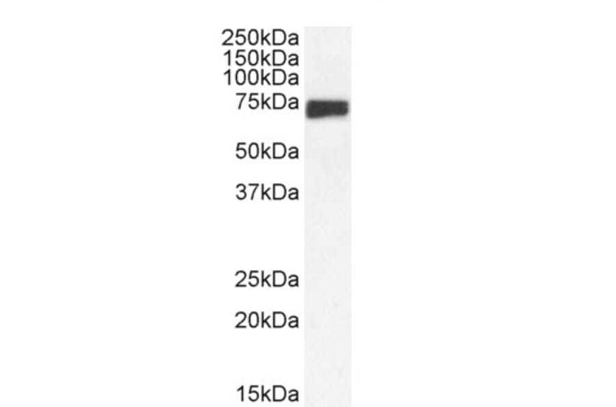 Western Blot - Anti-mnt Antibody (A286025) - Antibodies.com