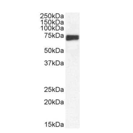 Western Blot - Anti-mnt Antibody (A286025) - Antibodies.com