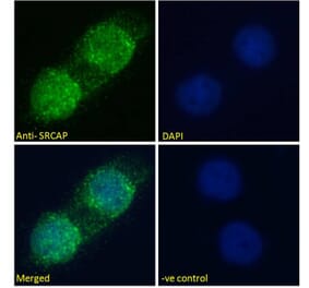Immunofluorescence - Anti-SRCAP Antibody (A286026) - Antibodies.com