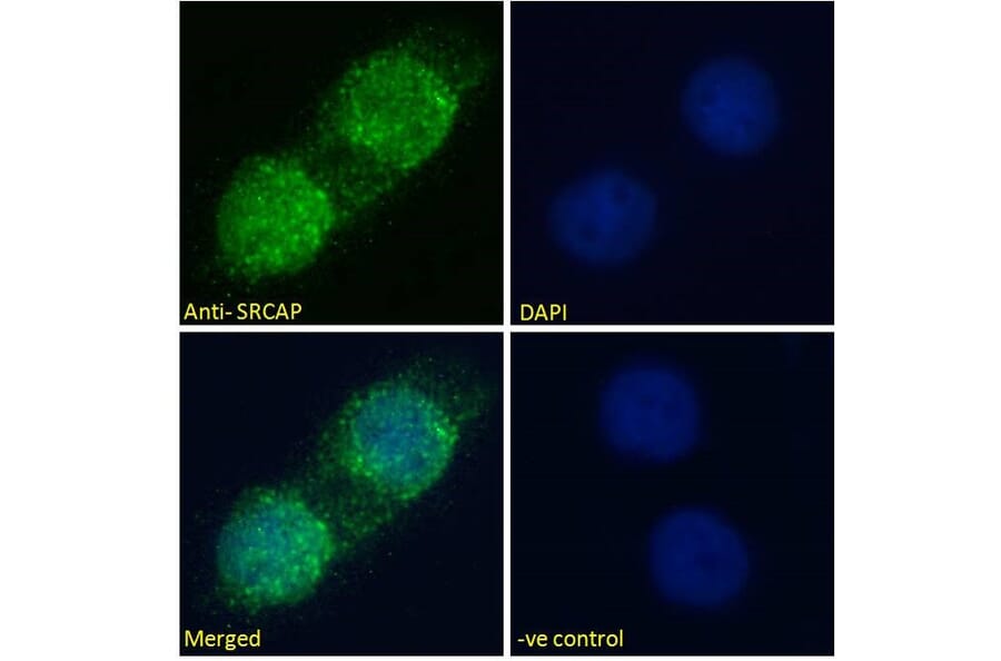 Immunofluorescence - Anti-SRCAP Antibody (A286026) - Antibodies.com