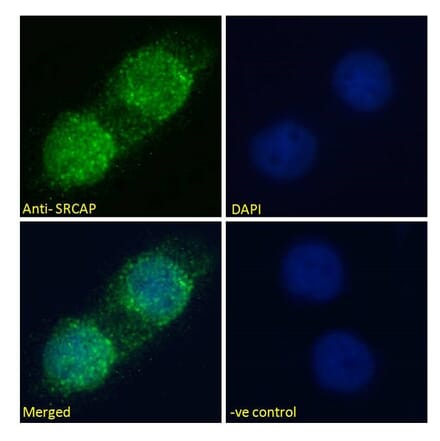 Immunofluorescence - Anti-SRCAP Antibody (A286026) - Antibodies.com