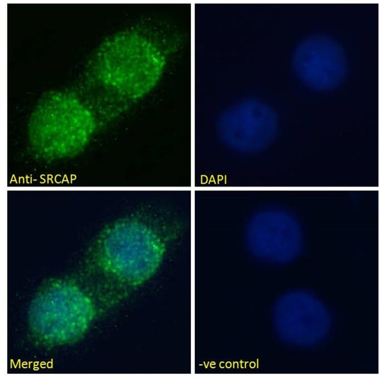 Immunofluorescence - Anti-SRCAP Antibody (A286026) - Antibodies.com