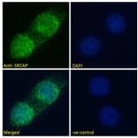 Immunofluorescence - Anti-SRCAP Antibody (A286026) - Antibodies.com