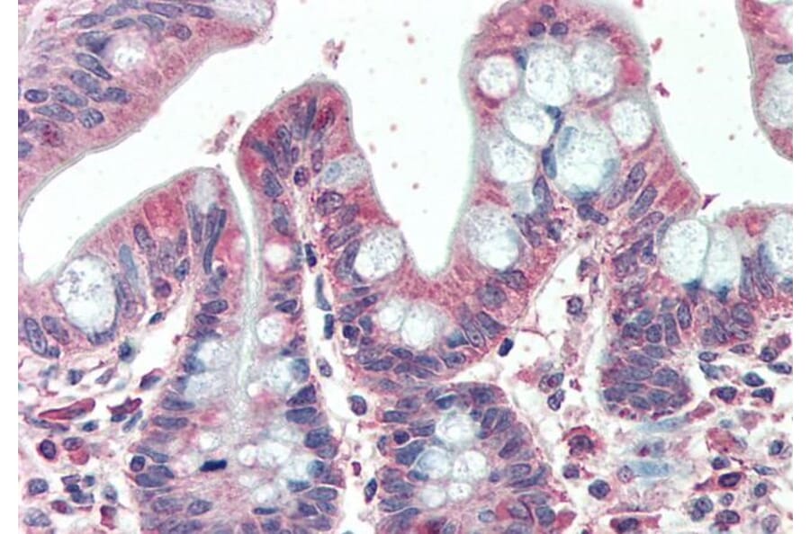 Immunohistochemistry - Anti-EML5 Antibody (A286027) - Antibodies.com