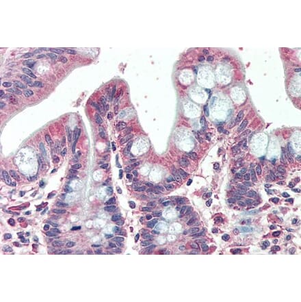 Immunohistochemistry - Anti-EML5 Antibody (A286027) - Antibodies.com