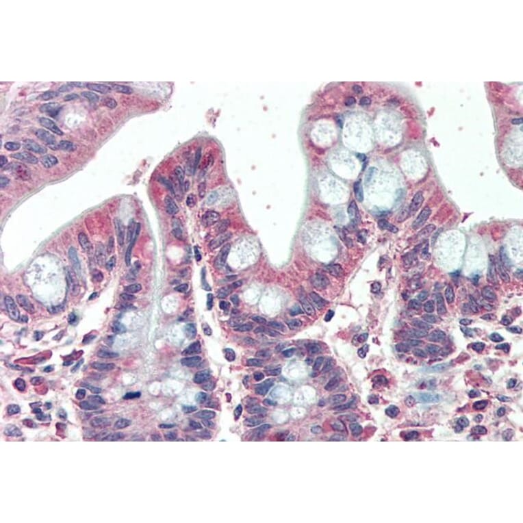 Immunohistochemistry - Anti-EML5 Antibody (A286027) - Antibodies.com
