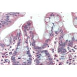 Immunohistochemistry - Anti-EML5 Antibody (A286027) - Antibodies.com