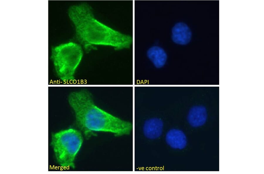Immunofluorescence - Anti-SLCO1B3/OATP1B3 Antibody (A286028) - Antibodies.com