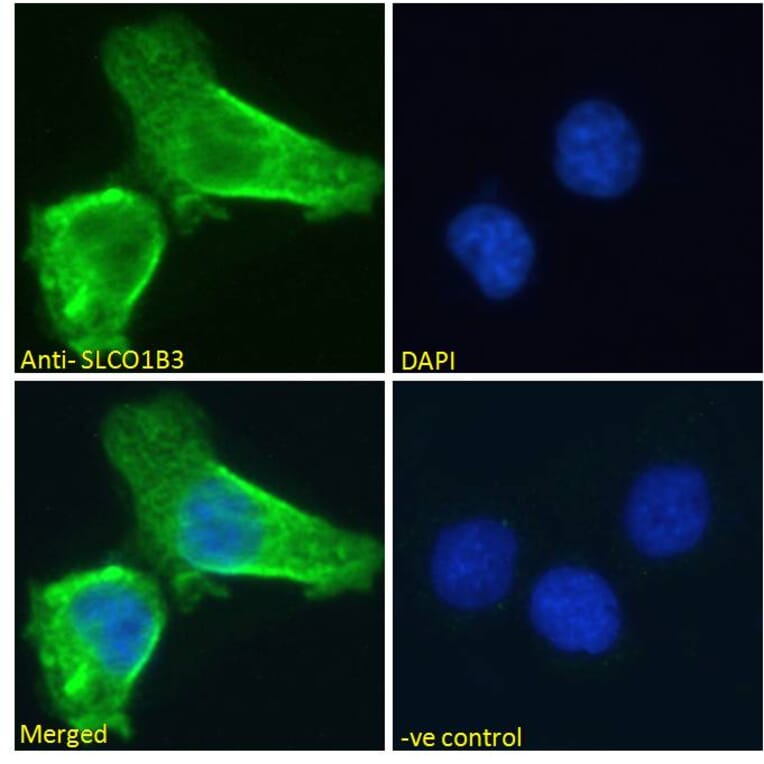Immunofluorescence - Anti-SLCO1B3/OATP1B3 Antibody (A286028) - Antibodies.com