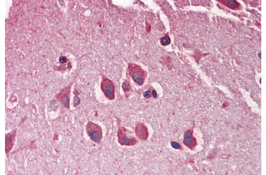 Immunohistochemistry - Anti-MXRA5 Antibody (A286029) - Antibodies.com