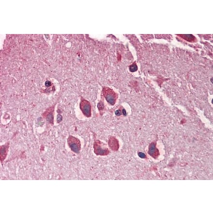 Immunohistochemistry - Anti-MXRA5 Antibody (A286029) - Antibodies.com