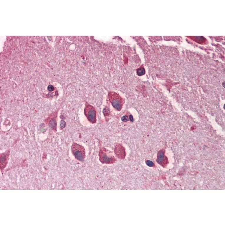 Immunohistochemistry - Anti-MXRA5 Antibody (A286029) - Antibodies.com