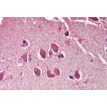 Immunohistochemistry - Anti-MXRA5 Antibody (A286029) - Antibodies.com
