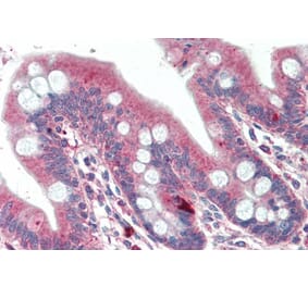 Immunohistochemistry - Anti-DTX2 Antibody (A286030) - Antibodies.com