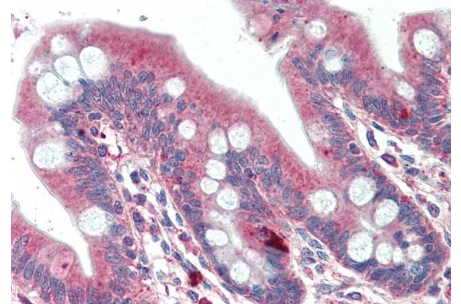 Immunohistochemistry - Anti-DTX2 Antibody (A286030) - Antibodies.com