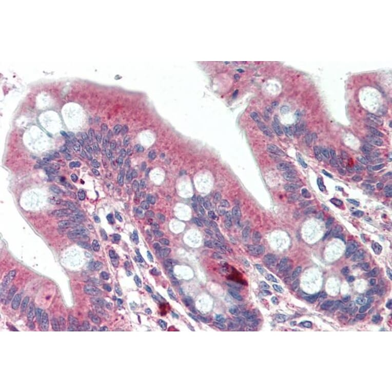 Immunohistochemistry - Anti-DTX2 Antibody (A286030) - Antibodies.com